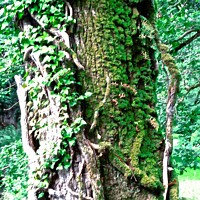 Buy canvas prints of Ivy covered tree by Stephanie Moore