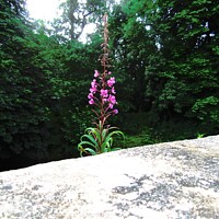 Buy canvas prints of Fireweed by Stephanie Moore