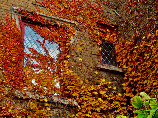 Leaves and windows Picture Board by Stephanie Moore