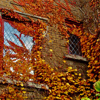Buy canvas prints of Leaves and windows by Stephanie Moore
