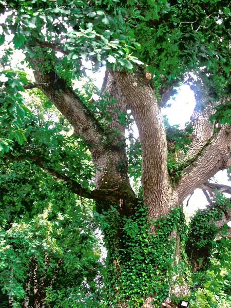 Ivy covered tree Picture Board by Stephanie Moore