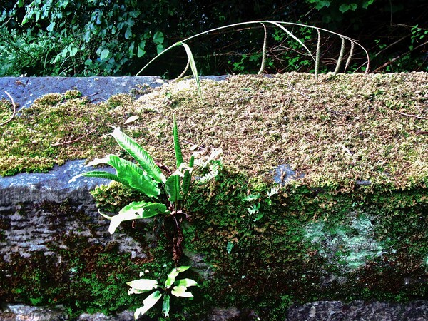 plants on an ancient bridge Picture Board by Stephanie Moore