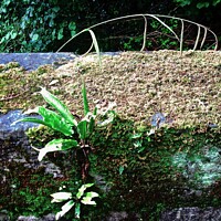 Buy canvas prints of plants on an ancient bridge by Stephanie Moore