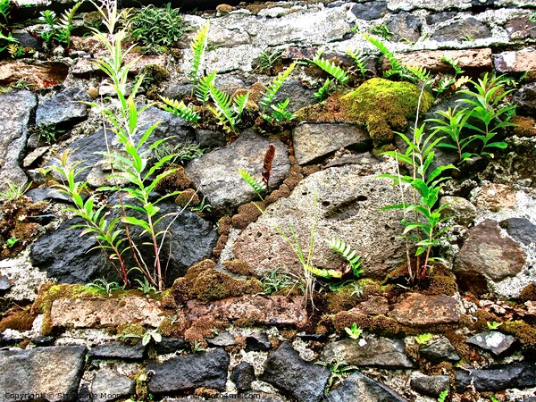 Old wall with plants Picture Board by Stephanie Moore