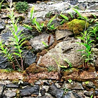 Buy canvas prints of Old wall with plants by Stephanie Moore