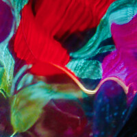 Buy canvas prints of Abstract flowers by Stephanie Moore
