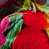 Buy canvas prints of Abstract flowers by Stephanie Moore