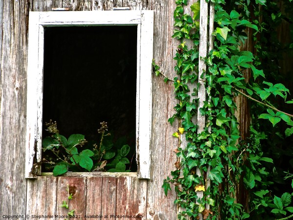 Overgrown cottage window Picture Board by Stephanie Moore