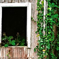 Buy canvas prints of Overgrown cottage window by Stephanie Moore