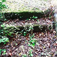 Buy canvas prints of Overgrown steps by Stephanie Moore