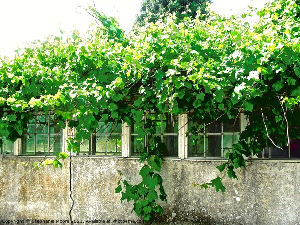 Overgrown green house in Fermanagh, Derry Picture Board by Stephanie Moore