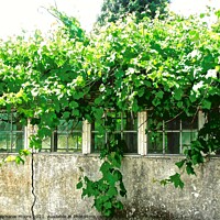 Buy canvas prints of Overgrown green house in Fermanagh, Derry by Stephanie Moore