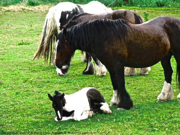 Gypsy Vanner Horses Picture Board by Stephanie Moore