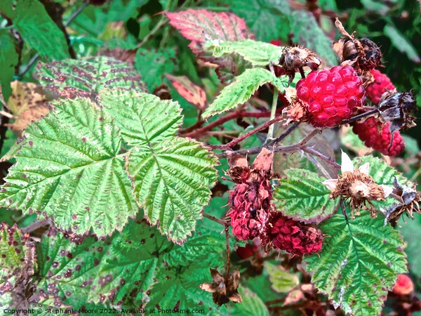 Late raspberries Picture Board by Stephanie Moore