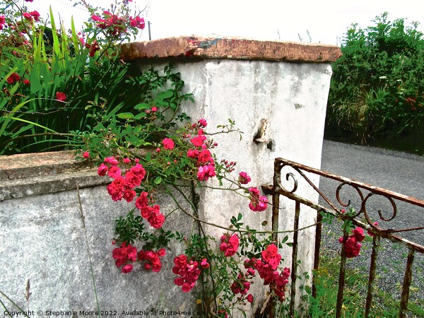 Irish gate post with roses Picture Board by Stephanie Moore