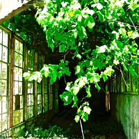 Buy canvas prints of Overgrown greenhouse by Stephanie Moore