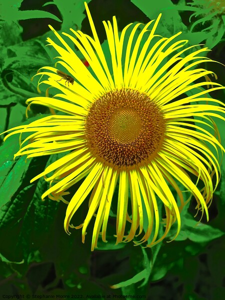 Unusual Sunflower Picture Board by Stephanie Moore