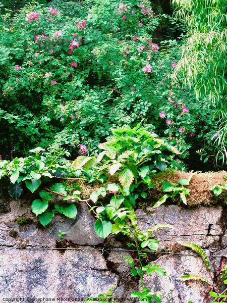 Stone wall with creeper Picture Board by Stephanie Moore