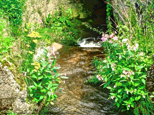 Small stream with flowers Picture Board by Stephanie Moore