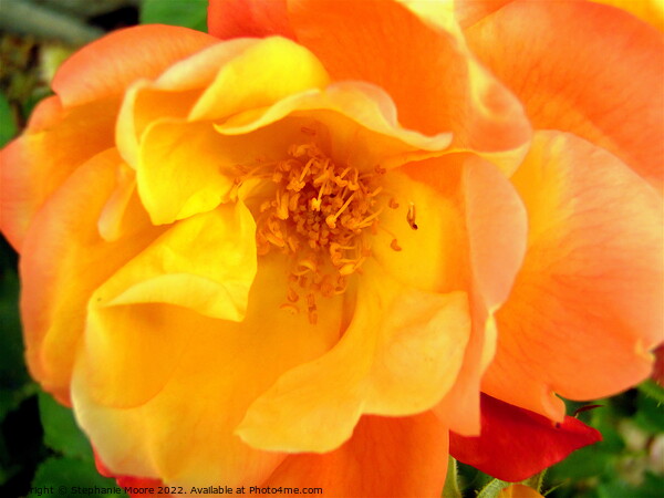 Orange rose Picture Board by Stephanie Moore
