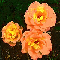 Buy canvas prints of Orange roses by Stephanie Moore