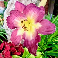 Buy canvas prints of Pink Lily by Stephanie Moore