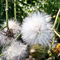 Buy canvas prints of Dandelion Fluff by Stephanie Moore