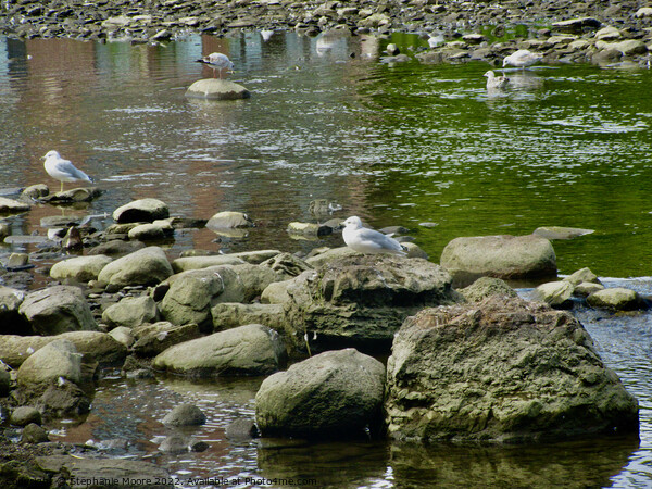 Gulls on the rocks Picture Board by Stephanie Moore