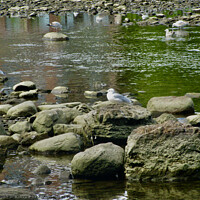 Buy canvas prints of Gulls on the rocks by Stephanie Moore