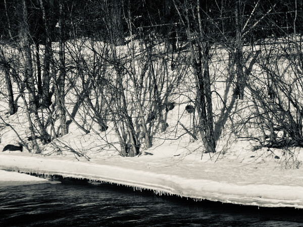 Rideau River in black and white Picture Board by Stephanie Moore