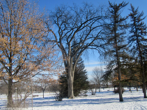 winter Trees 1 Picture Board by Stephanie Moore