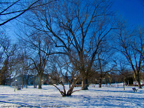 Trees in Strathcona Park, Ottawa, ON Picture Board by Stephanie Moore