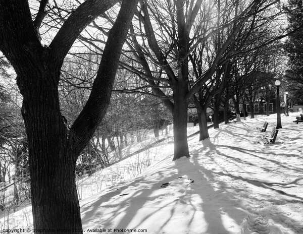 Winter Trees in B/W Picture Board by Stephanie Moore