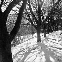 Buy canvas prints of Winter Trees in B/W by Stephanie Moore