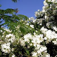 Buy canvas prints of White Oleanders and mimosa leaves by Stephanie Moore