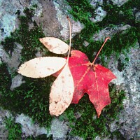 Buy canvas prints of Two Fallen Leaves by Stephanie Moore