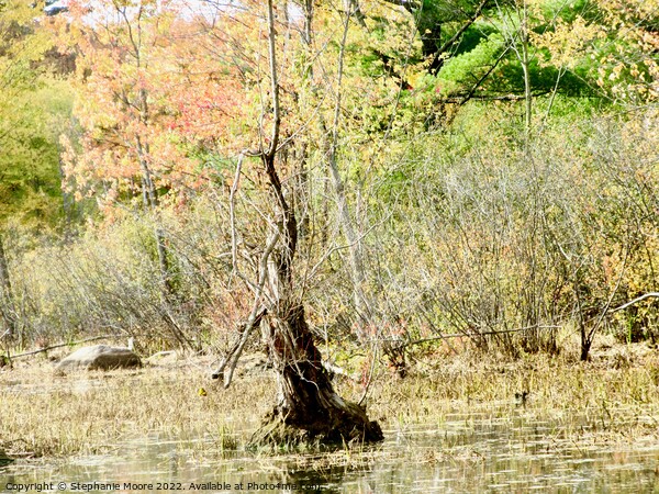 Dead tree in a swamp Picture Board by Stephanie Moore