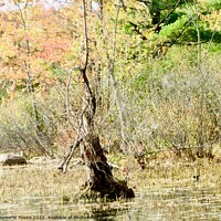 Buy canvas prints of Dead tree in a swamp by Stephanie Moore
