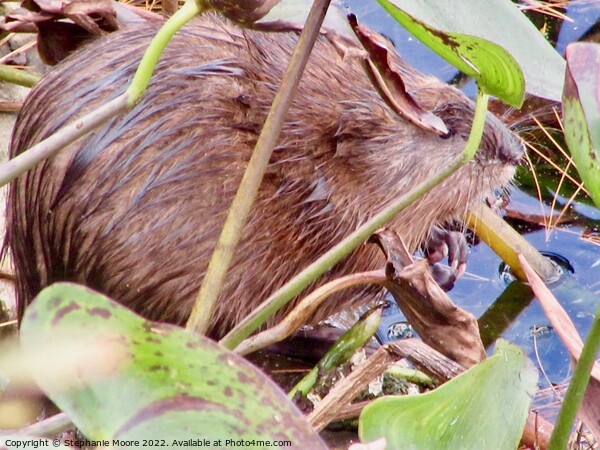 Muskrat Picture Board by Stephanie Moore