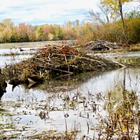 Buy canvas prints of Beaver Dam by Stephanie Moore