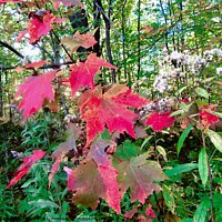 Buy canvas prints of Colourful forest leaves by Stephanie Moore