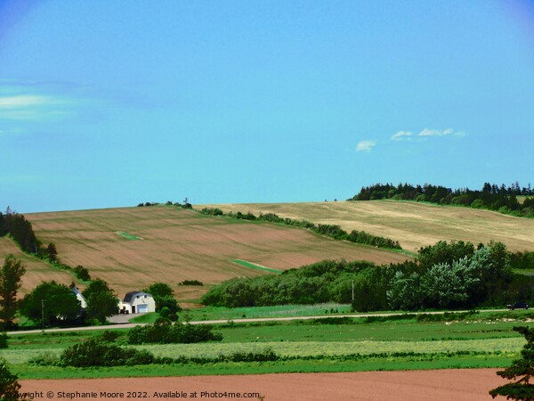 Hills of Prince Edward Island, Canada Picture Board by Stephanie Moore
