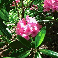 Buy canvas prints of Pink Rhododendrons (I think) by Stephanie Moore