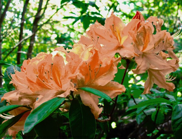 Orange Rhododendrons Picture Board by Stephanie Moore