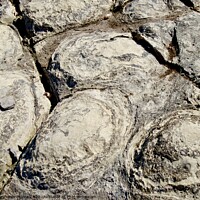 Buy canvas prints of Stromatolite fossils  by Stephanie Moore