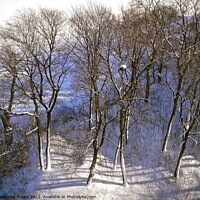 Buy canvas prints of Winter trees by Stephanie Moore