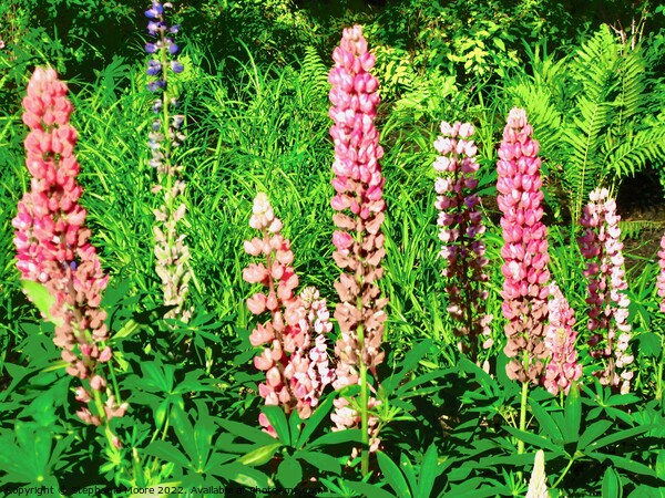 Pink Lupins Picture Board by Stephanie Moore