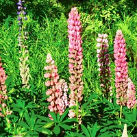 Buy canvas prints of Pink Lupins by Stephanie Moore