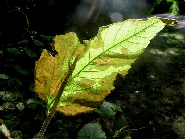 Sunlit leaf Picture Board by Stephanie Moore