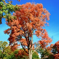 Buy canvas prints of Fall trees by Stephanie Moore